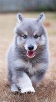 برنامه‌نما Husky Wallpaper HD عکس از صفحه