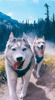 برنامه‌نما Husky Wallpaper HD عکس از صفحه