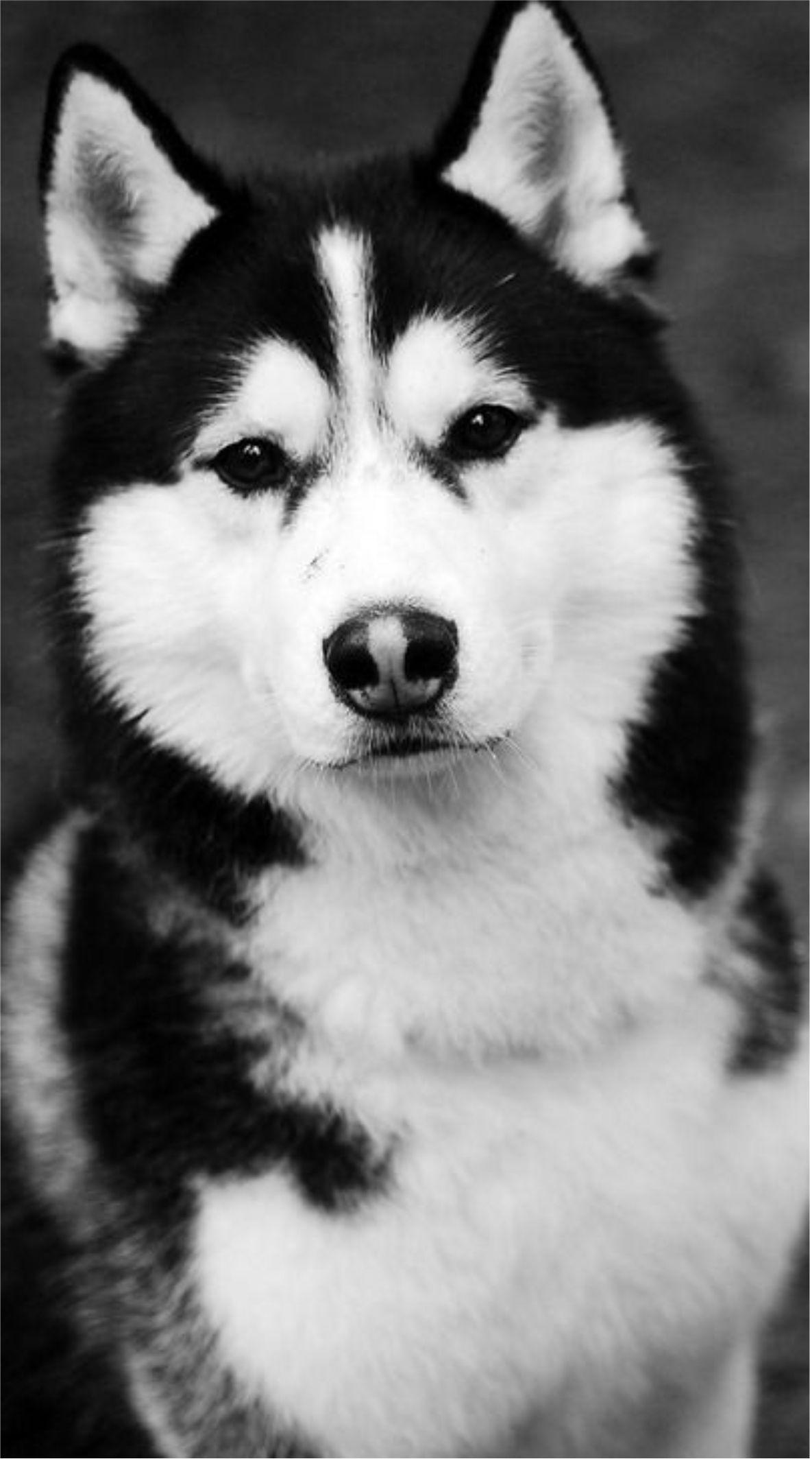 Husky Wallpaper Hd For Android Apk Download
