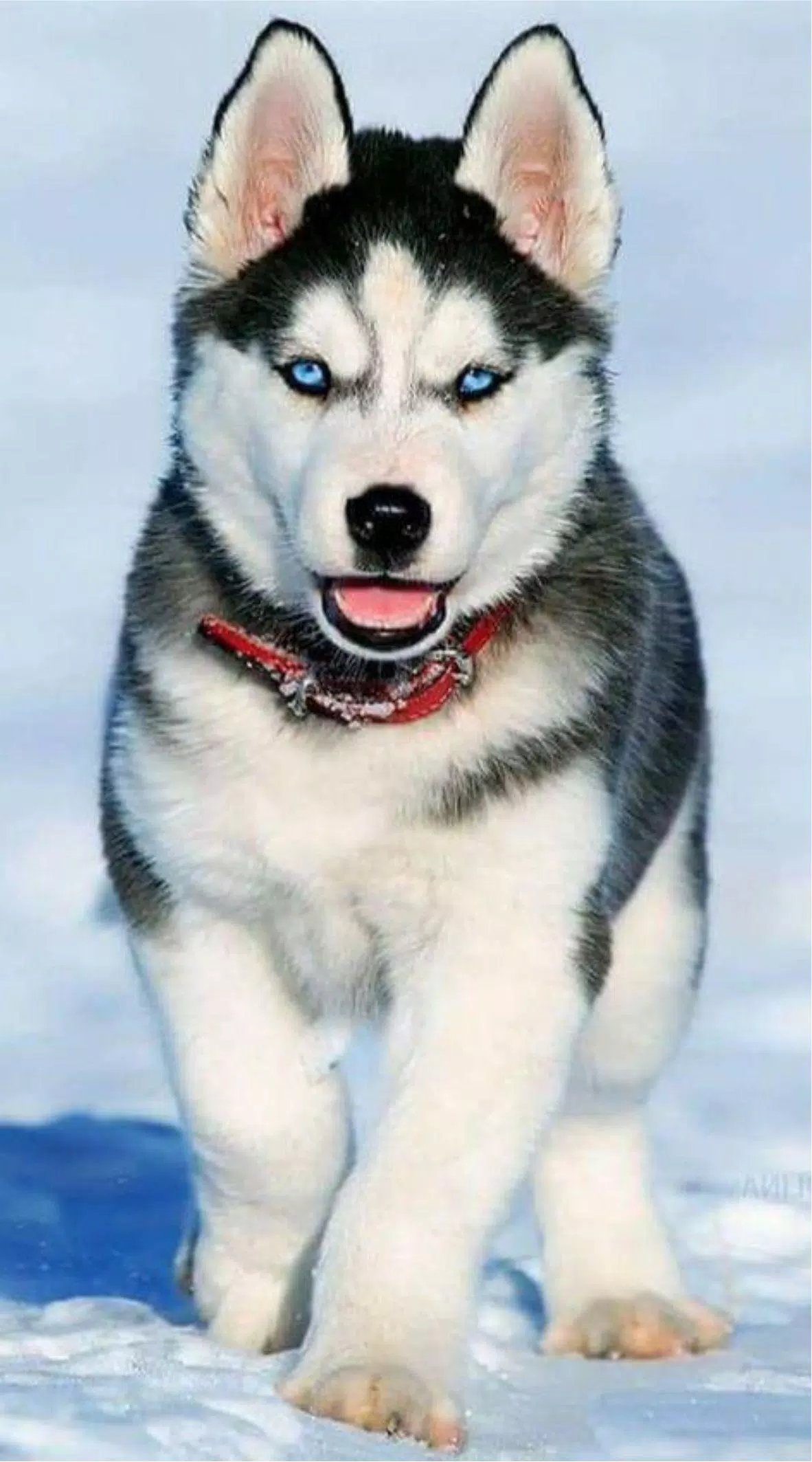 husky wallpaper 1080p