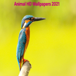 Animal HD Wallpapers 2021