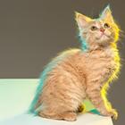 Cat Wallpapers HD ikona