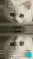 Cat Wallpapers HD screenshot 1