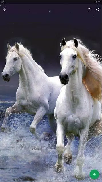 Horse Wallpaper HD APK for Android Download Horse Wallpaper HD APK for Android Download