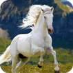 Horse HD Wallpaper