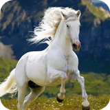 Horse Wallpaper ikon