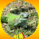 Fond d'écran de reptiles Iguane HD APK