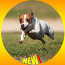 Papel de Parede Cão Jack Russell Terrier HD APK