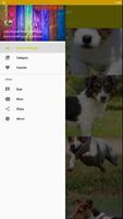 Jack Russell Terrier Dog Fond d'écran HD Affiche