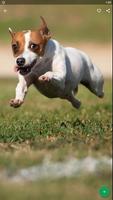 Jack Russell Terrier Dog Fond d'écran HD capture d'écran 1