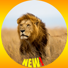 Fond d'écran Lion HD icône