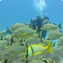 Tropical Fish Underwater Live2 APK