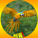 Macaw Bird Fond d'écran HD APK