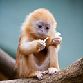 Monkey Wallpaper