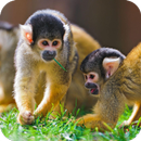 Monkey HD Wallpaper APK