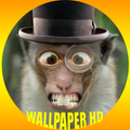 Monkey Wallpaper HD