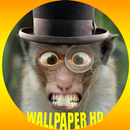 Papel De Parede De Macaco HD APK