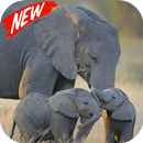 African elephant wallpaper APK