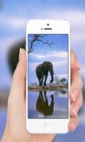 African elephant Affiche