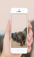 African elephant capture d'écran 2