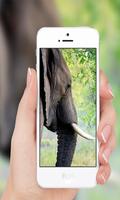 African elephant capture d'écran 3