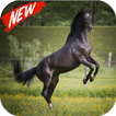 Horse wallpaper