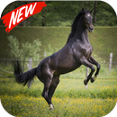 Horse wallpaper APK
