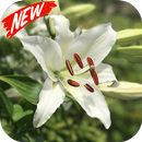 Lily wallpaper APK
