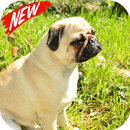Pug Wallpaper APK