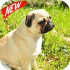 Pug Wallpaper icon