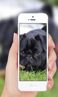 Pug Wallpaper screenshot 1