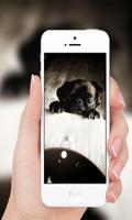 Pug Wallpaper screenshot 3