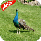 Peacock icon