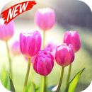 Tulip Wallpaper APK