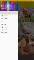 Pig Wallpaper ภาพหน้าจอ 2