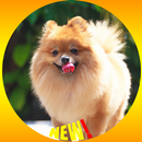 Pomeranian Dog Papel de parede HD APK