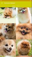 Pomeranian Dog Wallpaper HD โปสเตอร์