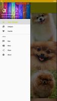 Fond d'écran de chien poméranien HD capture d'écran 1