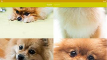 Pomeranian Dog Wallpaper HD ภาพหน้าจอ 3