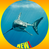Köpekbalığı Duvar Kağıdı HD simgesi