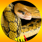 Serpent Fond d'écran HD icône