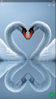 Cisne Papel de Parede HD Cartaz