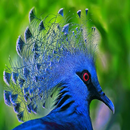 APK Bird Wallpapers