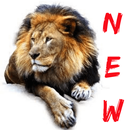 APK Immagini Lion gratis, sfondi Lion