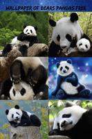 Pandas Bears Free Images, Fonds d'écran HD Affiche