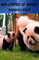 Pandas Bears Free Images, Fonds d'écran HD capture d'écran 2
