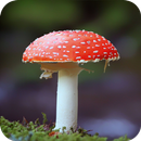 Mushroom HD Wallpaper APK