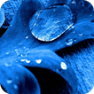 Macro HD Wallpaper