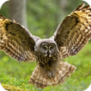 Owl HD Wallpaper APK