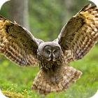 Owl HD Wallpaper 아이콘